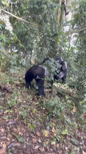 #Silverback gorillas rare fight in stable families, but when they do, they fight vigorously, causing fatal injuries that sometimes lead to death🦍🦍🌿 Why do #silverbackgorilla fights??? 🦍 Group dominance: Silverback gorillas normally fight when one of the male silverbacks in the group wants to take over the dominance of the group. 🦍 Silverbacks of different groups: Silverback mountain gorillas sometimes fight when two gorilla groups meet; they feel threatened, and the silverbacks start fighti