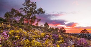 The best places to see Western Australia’s famous wildflowers