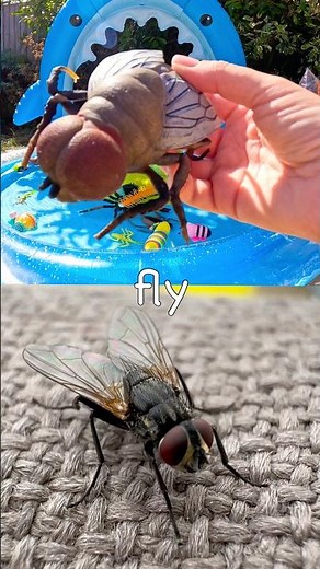 Fun Toys | Bug Insect Names for Kids to Learn at the Shark Pool: Ant Centipede Katydid Fly Stink Bug