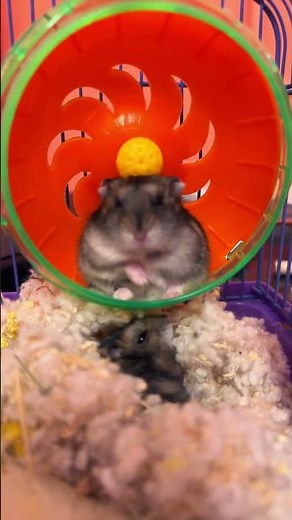 18 листопада 2025 р.