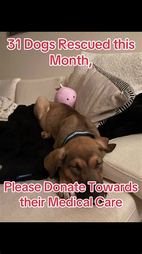 ‼️31 Dogs Need Your Help Now‼️ This month, Mission Mutt has taken in 31 dogs & puppies– 31 precious lives pulled from desperate situations, all needing a second chance. We have more than doubled our intake. While our hearts are full, our medical fund is stretched thin. These new arrivals, including seniors, puppies, dogs, and a nursing mom with puppies, all with various health issues, all require immediate veterinary attention: vaccinations, deworming, spay/neuter surgeries, and for some, more e