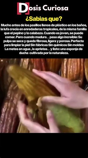 Asi son las lufas naturales
