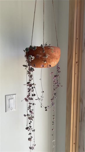 How to Propagate String of Hearts in Water: Plant Care Tips