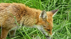 a lone male fox (Vulpes vulpes) in long grass, eating