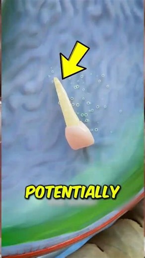 Swallowed a Tooth! 😱 What REALLY Happens Inside Your Body