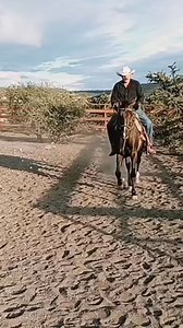 Caballo Rhodium Bar en su paso hacia atrás o ceja con total coordinación, Extremidades marcando el bípedo diagonal. #horses #mexico #foryou #domadeElite #rancho | Dr. Gustavo Flores Sánchez