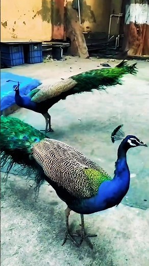 “Royal Indian Peacock Showing His Crown | Nature’s Real King 🦚👑”
