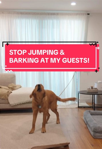 Teaching My Dog to Calm Down Around Guests