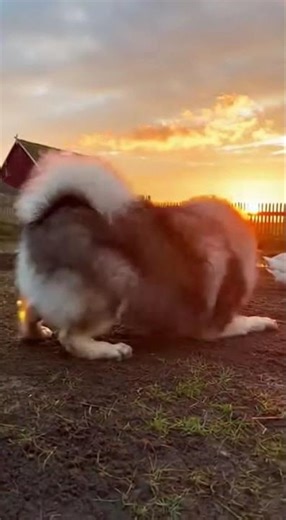 Keeshond: Defender of the Dutch Farm