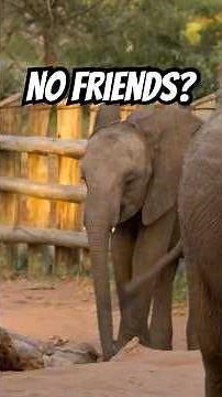 This baby elephant is struggling to make friends. #naturepbs #wildlife #elephant #kenya #sanctuary