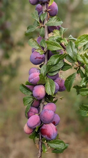 It's orchard fruit season! And plump, luscious organic plums are at their peak. After you've eaten your fill straight from the fruit bowl, consider whipping them into a dessert like our Plum and Cardamom Cheesecake recipe (https://fal.cn/3rD6C), or try in savoury dishes like Plum and Tofu Skewers (https://fal.cn/3rD6D). Alternatively, try them in a Spiced Apple and Plum Shrub, or Plum and Apple Chutney - both available as recipe kits now (https://fal.cn/3rD6E) What's your favourite way to eat th