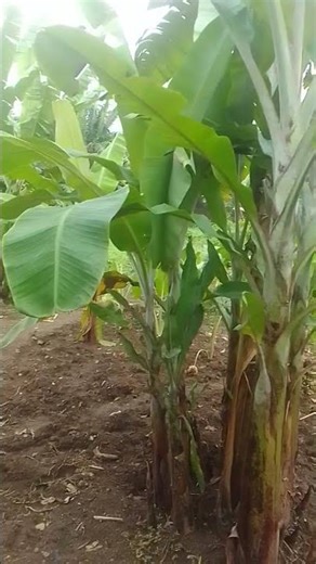 Tanam sebelum panen, mumpung musim hujan.#panen #reels #kebun#shorts #fyp #viral #pisang