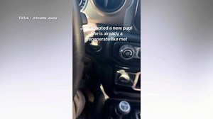 Shock at what rescue dog does on first ride home