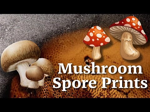 How to Make Mushroom Spore Prints