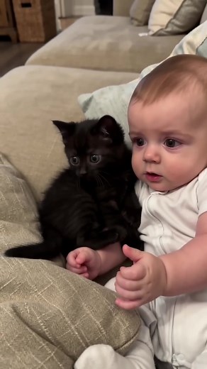 Funny Kitten Pest Moments — Cute Cat Coffee96 Clips