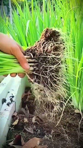 Smart ideas for cultivating spring onions in limited land that are still profitable #shorts