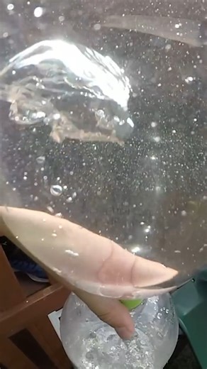 43K views · 507 reactions | The weird world of zero-g vortices  #science #experiment #physics #fblifestyle #space #cool #reel | The Action Lab | Facebook