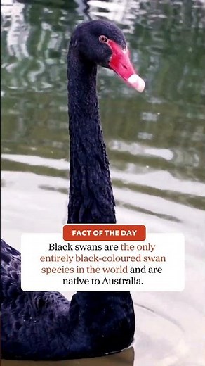 Black swan facts!