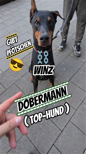 Riesiger loyaler Dobermann.