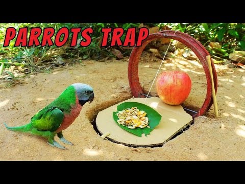 Creative Unique DIY Bird Trap Using Bicycle Legs, Cardboard and Apples