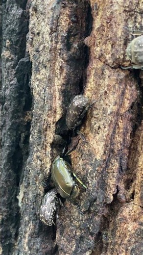 ハナムグリとカナブンたち #昆虫 #クワガタ #タテハチョウ