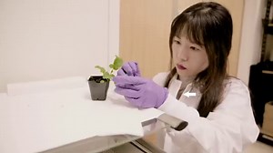 MIT Scientists Create Glow In The Dark Plants That Could Replace Streetlights
