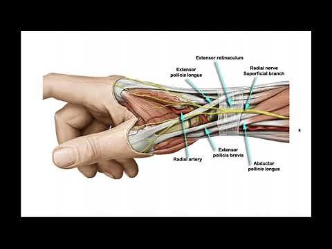 The Radial Nerve [Part 2] | From Elbow → Hand