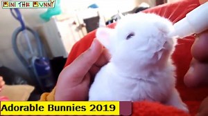 Adorable Bunnies Compilation 2019 just for you! | Bini the Bunny