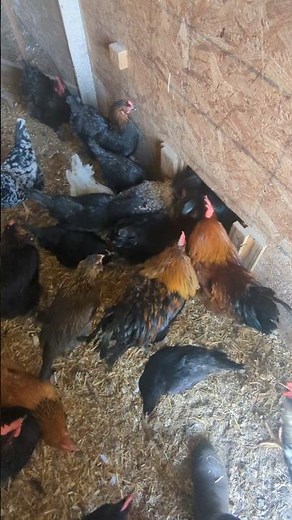 Are The Chickens Excited For The Warm Weather?