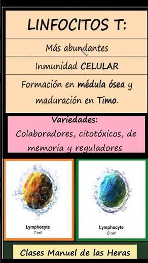 Diferencia entre Linfocitos T y B. Inmunología. Biología Bachillerato.