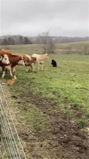 I was afraid for the herd. But this fluffy cat didn't let them be harmed.