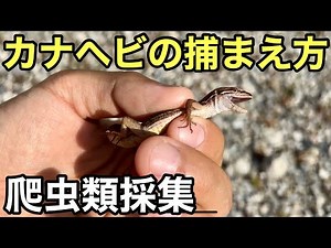 カナヘビの捕まえ方【爬虫類採集】