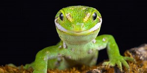 Quiz: Is It A Lizard Or Salamander?