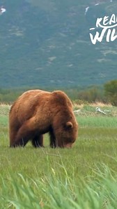 Ever wonder how big bears really are? This video breaks down bear sizes, explains what to do during close encounters, and clarifies the difference (or lack thereof) between Grizzly and brown bears. Stay safe and informed in bear country! #BearSafety #WildlifeEducation #GrizzlyBears #BrownBears #BearEncounters From: Art Wolfe’s Travels to the Edge S1 Ep4 | Real Wild