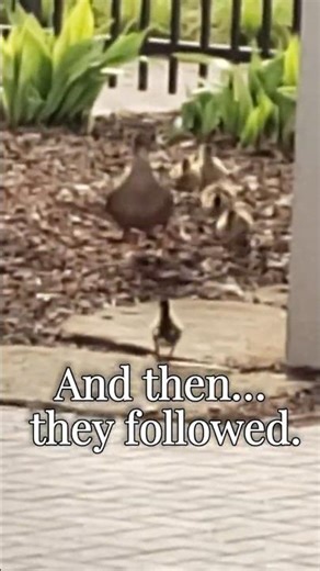 She took the risk first… so they wouldn’t be afraid 🐥