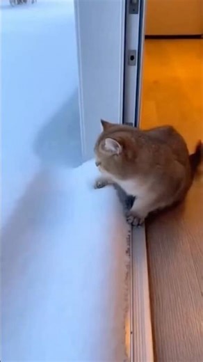 Snow Dive Champion | This Cat Knows Pure Joy ❄️🐱✨ #cat #animals #funny #shorts