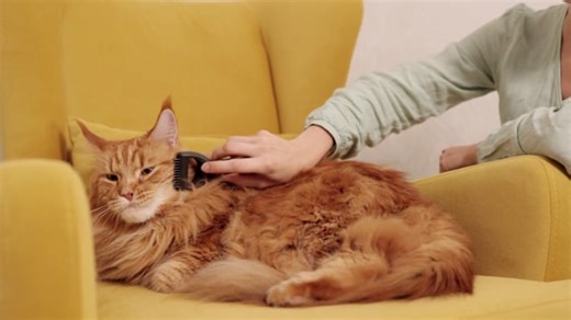 Pet Groom Videos: Download 871+ Free 4K & HD Stock Footage Clips - Pixabay