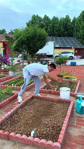 Cultivated using traditional farming methods in the soil, without any