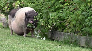 6.2K views · 394 reactions | Chapter 1. Francey prunes the raspberries. Chapter 2. Off-camera heavy breather - exposed! And slinks away in shame. (Well, not shame, exactly.) Chapter 3. Francey prunes the grapes. #scofflawFarmMeditations #ifYouFindHeavyBreathingMeditative | Scofflaw Farm | Facebook