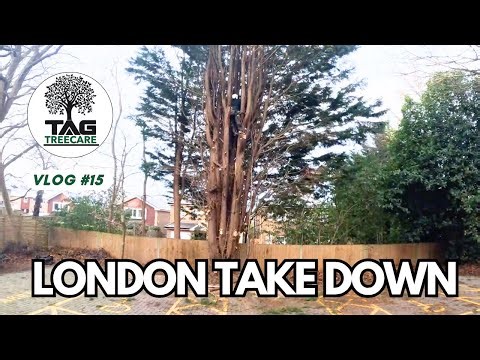 Tree Removal in London | 5-Man Team Gets It Done | TAG Tree Care 🌳