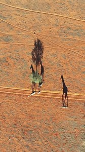 Africa from Above Especially for those doubting Thomases out there, here is some more incredible drone videography of giraffes and their amazing shadows as seen from above in the beautiful Kalahari - and yes this is genuine unadulterated footage! 🦒 🖤 📹 Solly Levi | Roar Wildlife News