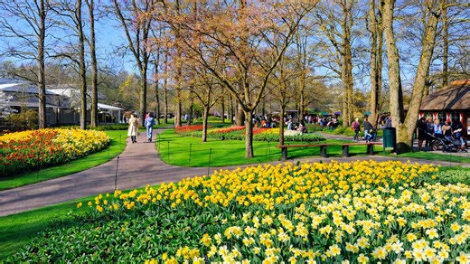 Keukenhof Netherlands beautiful spring flower park (4K)