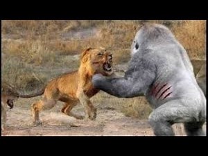 batalha entre animais selvagens