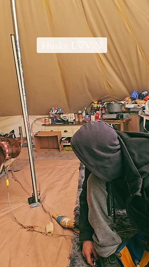 Husky Bella: Funny Moments and Training Sessions