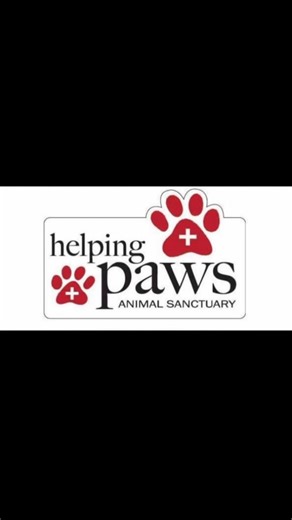 Merry Christmas from the kitty crew! | Helping Paws Animal Sanctuary