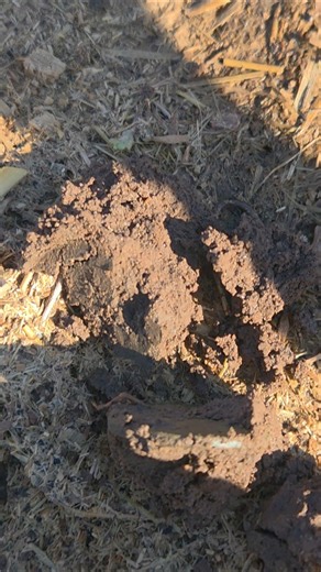 coin digging with deus xp #deus #metaldetecting #digging #coin #metalpix