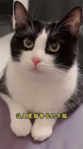 Master Cat Identification: Your Ultimate Guide to Feline Friends