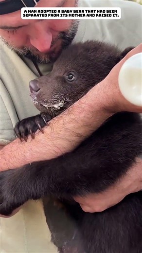 A bear cub that was separated from its mother was adopted by a family.