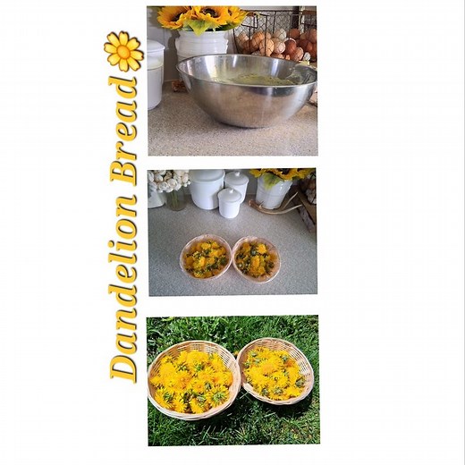 If you've never made dandelion bread, this is your sign! 🌼Recipe: To make one loaf, gather the following: * 1 cup clean dandelion petals (loosely packed) * 2 cups all-purpose flour * 2 teaspoons baking powder * Pinch of salt * 1 egg * 1¼ cups milk * 3 tablespoons vegetable oil * ½ cup honey How to Make Dandelion Bread Step 1: Prepare the Dandelions * Harvest fresh dandelion heads, ideally on a sunny day when they’re fully open. * Pinch or cut off the yellow petals from the green base. A few gre