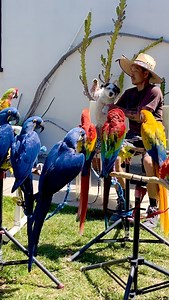 Class is in session. Welcome to Chan The Birdman’s Free Flight 101. The kids are bright, beautiful, and ready to learn. We already know who the trouble makers are-the two blues lol. No misbehaving aloud! On a side note, even the experience birds can always use a review or refresher class and I love teaching. Once’s teacher, will always be a teacher. Spaces for the class is still available if you want to register. #backtoschool #funlearning #teacheroftheyear #freeflight #freeflightparrot #freefli